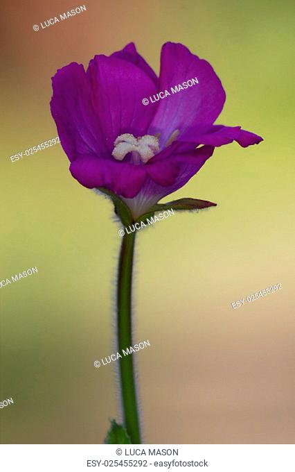 wild violet carnation epilobium parviflorum hirstum sylvestris
