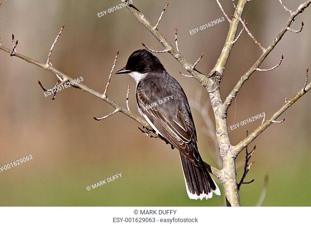 Eastern Kingbird on bare branch