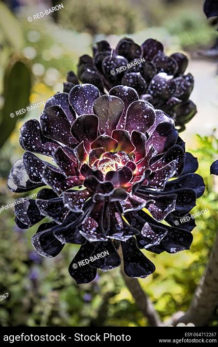Aeonium succulents the genus Aeonium occurs on the Canary Islands, Cape Verde, Madeira and North Africa. They grow in rosettes, with or without a stem