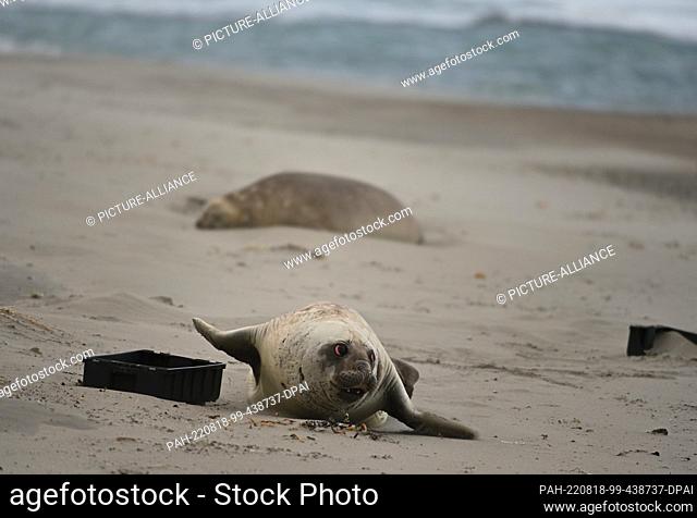 05 August 2022, Argentina, Chubut: A young elephant seal (Mirounga) lies next to plastic crates on the beach. According to an OECD report