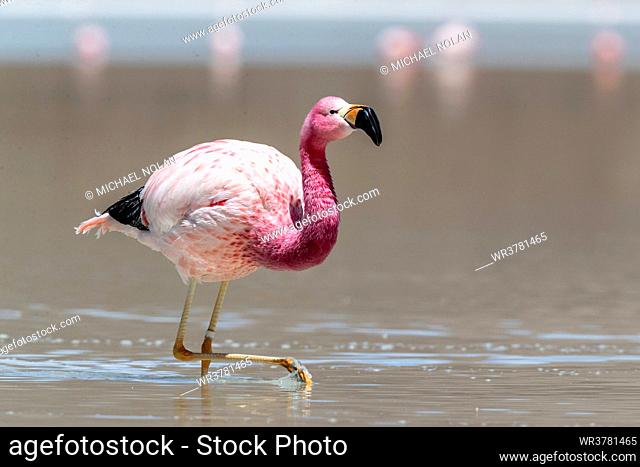 Andean flamingos (Phoenicoparrus andinus), Eduardo Avaroa Andean Fauna National Reserve, Bolivia, South America