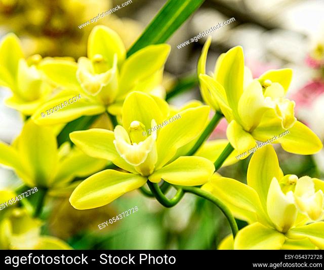 Beautiful orchid flower with natural background