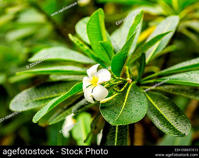tropical white plumeria flower, national plant of Bali and Laos, against the background of green large leaves with a rose