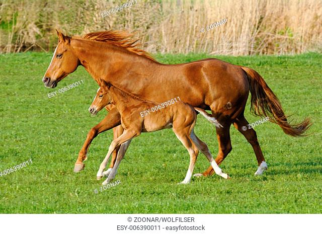 Mare horse in gallop with its foal
