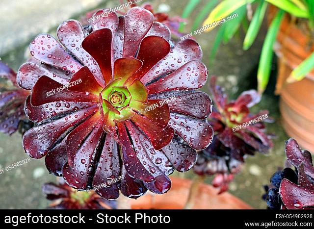 Purple tree houseleek, Aeonium arboreum variety atropurpureum, with spots of rain on the leaves with a blurred background of stone and clay pots