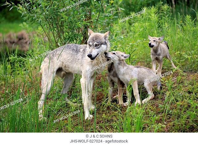 Gray Wolf, (Canis lupus), adult with youngs howling on meadow, social behaviour, Pine County, Minnesota, USA, North America