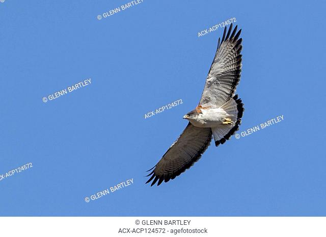 Variable Hawk (Buteo polyosoma) flying in Chile