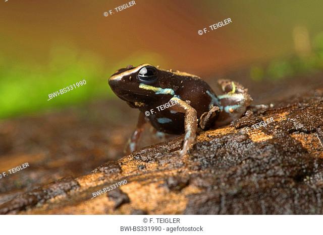 lovely poison-dart frog, lovely poison frog (Phyllobates lugubris)