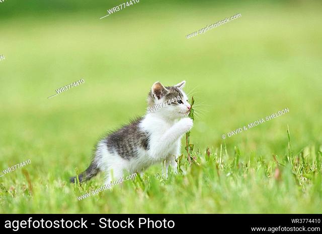 Kitten on a meadow, Bavaria, Germany, Europe