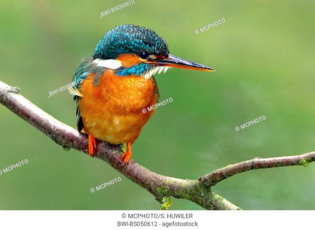 river kingfisher (Alcedo atthis), on branch, Germany