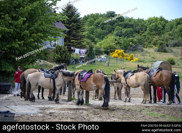 05 June 2020, Mecklenburg-Western Pomerania, Hiddensee: Horses stand side by side in a monastery. From here holidaymakers travel across the island in carriages