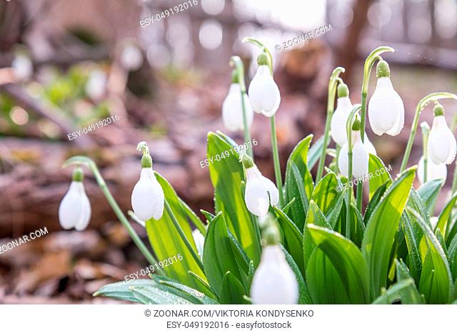 Beautiful springtime background. White blooming snowdrop folded or Galanthus plicatus with water drops. Low angle. Sunshine. Sunrise