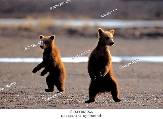 Pair of Cautious Brown Bear Cubs