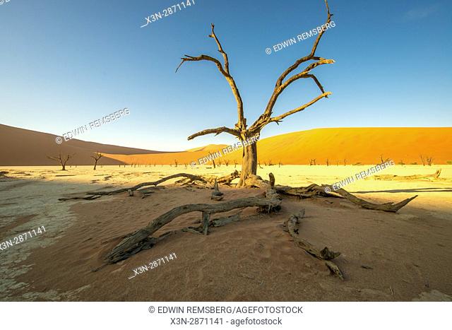 Dead acacia tree with the sunset in the Namib-Naukluft National Park in Namibia, Africa. Etosha, Namibia