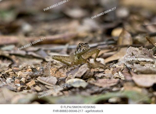 Sri Lanka Kangaroo Lizard Otocryptis wiegmanni camouflaged amongst leaf litter, Sinharaja Rainforest, Sri Lanka