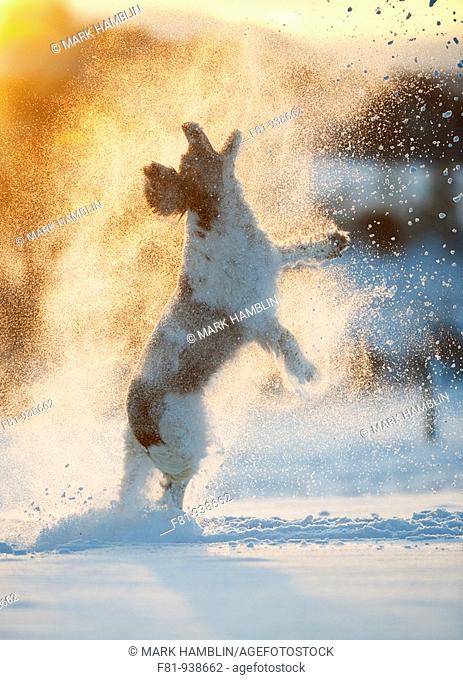 English Springer Spaniel running through snow  Scotland  February