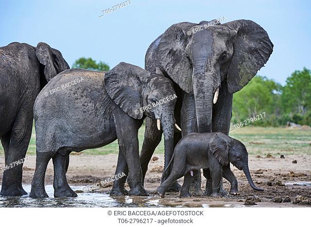 African elephant group (Loxodonta africana) with a baby drinking at a watehole. Hwange National Park, Zimbabwe