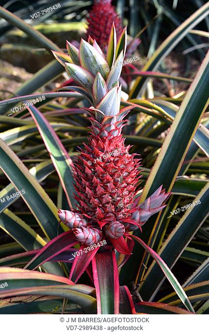 Red pineapple (Ananas bracteatus) is an ornamental plant. This photo was taken in Brazil