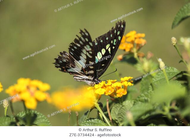 blue jay butterfly (Graphium evemon) nectaring. Tattered, closed wings. India
