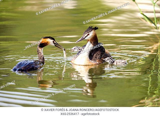 Great Crested Grebe -Podiceps cristatus- in the Lac du Bourget, Savoie, Rhône-Alpes, Francia