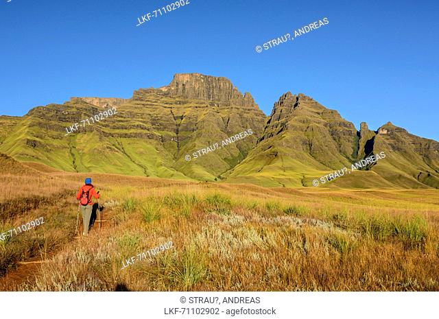 Woman hiking towards Champagne Castle, Cathkin Peak and Sterkhorn, Contour Path, Monks Cowl, Mdedelelo Wilderness Area, Drakensberg, uKhahlamba-Drakensberg Park