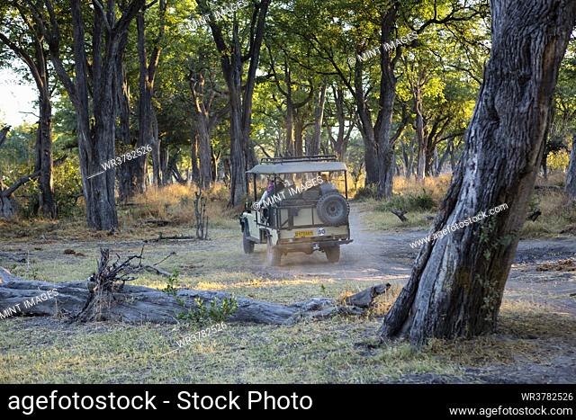 A safari jeep travelling along a pathway through the bush at sunrise