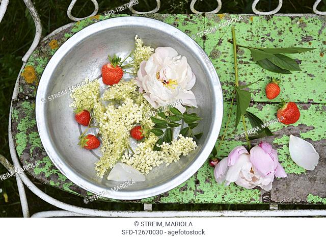 Elderflower with strawberries and peonies in a bowl in a garden