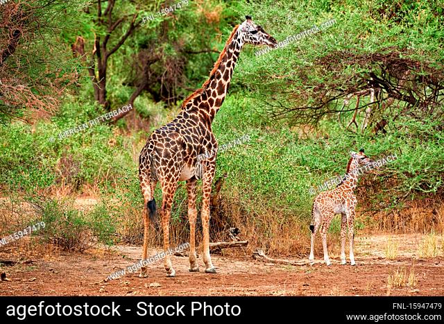 Massai giraffes, Giraffa camelopardalis tippelskirchi, Lake Manyara National Park, Tanzania, East Africa, Africa