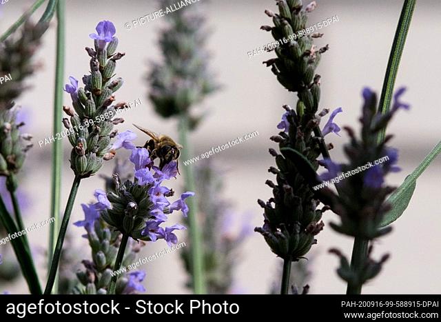 02 August 2020, Lower Saxony, Brunswick: A bumblebee (Bombus) looks for food on a lavender flower (Lavandula angustifolia). Photo: Stefan Jaitner/dpa