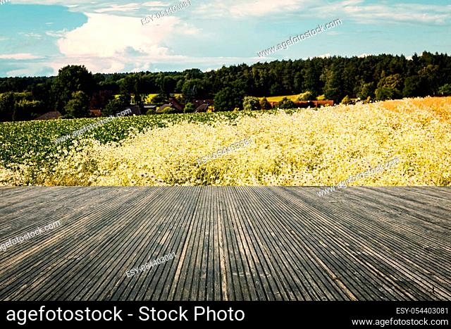 Terrace with a wonderful view. Panorama with Marguerite (Daisy) meadow and imposing sky. Living in nature. Germany