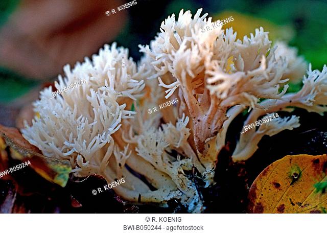 crested coral fungus (Clavulina coralloides, Clavulina cristata), growing on humus