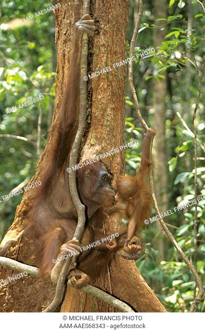 Borneo Orangutan (Pongo p. pygmaeus) Mom with Baby, kissing, Indonesia, endangered