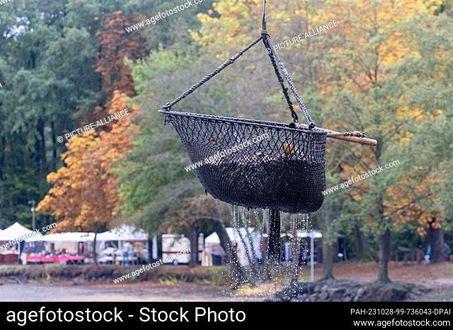 28 October 2023, Saxony, Moritzburg: A basket full of fish is pulled out of the castle pond during the traditional fishing