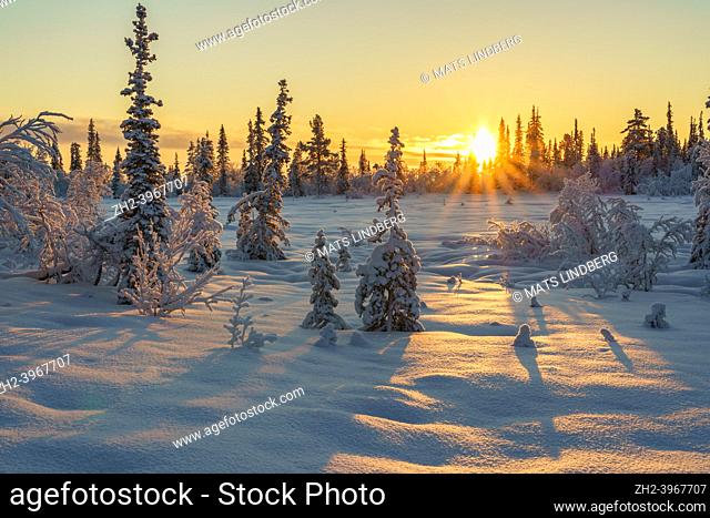 Winter landscape in November with snowy trees and direct light with colorful sky, Gällivare, Swedish Lapland, Sweden