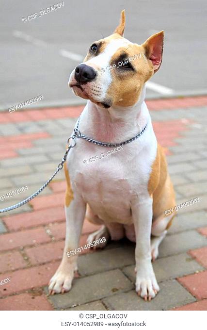 domestic dog American Staffordshire terrier breed