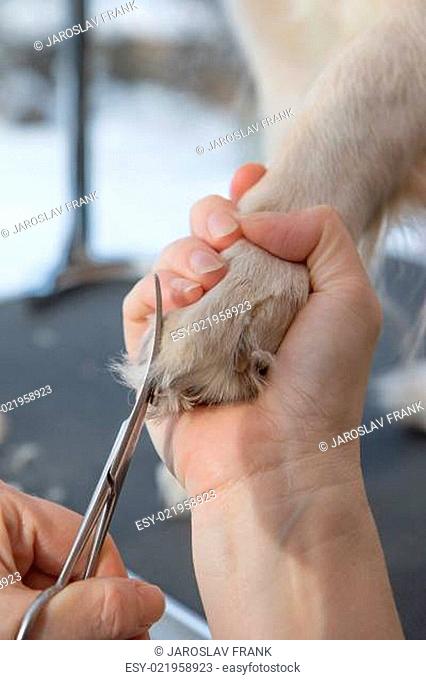 Grooming Golden Retriever dog paws