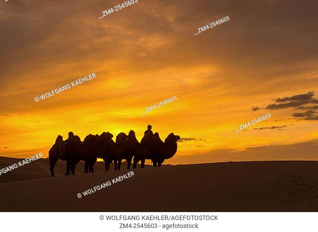 A herder is riding Bactrian camels at sunset at the Hongoryn Els sand dunes in the Gobi Desert in southern Mongolia