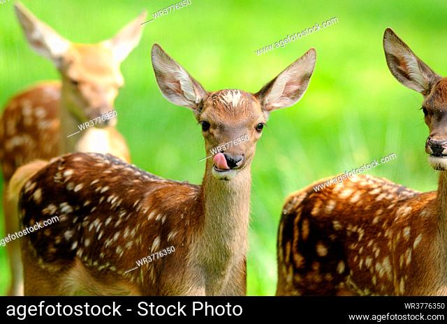 Young red deers (Cervus elaphus) in a meadow