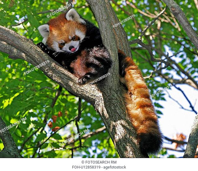red panda cincinnati zoo ohio west virginia usa
