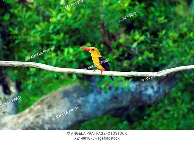 Bird, Ganges Delta, Sundarbans, Bangladesh
