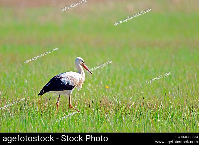 Ein Weißstorch (Ciconia ciconia) auf einer Wiese im Frühling im Naturschutzgebiet Mönchbruch bei Frankfurt, Deutschland. A White Stork (Ciconia ciconia) on a...