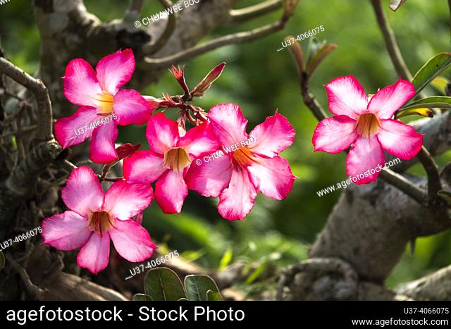 Potted plant flowers in Simanggang, Sarawak, East Malaysia, Borneo In Simanggang, Sarawak, East Malaysia, and Borneo, you can find a variety of potted plants...