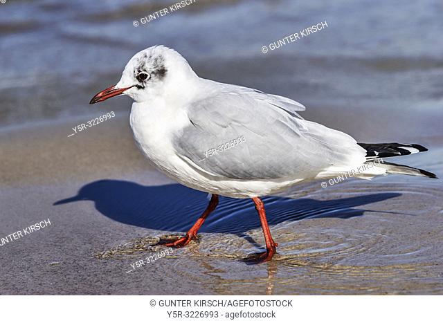 Detail view of a Black-headed gull in winter plumage at the beach of the Baltic Sea in Kolobrzeg, West Pomeranian, Poland, Europe