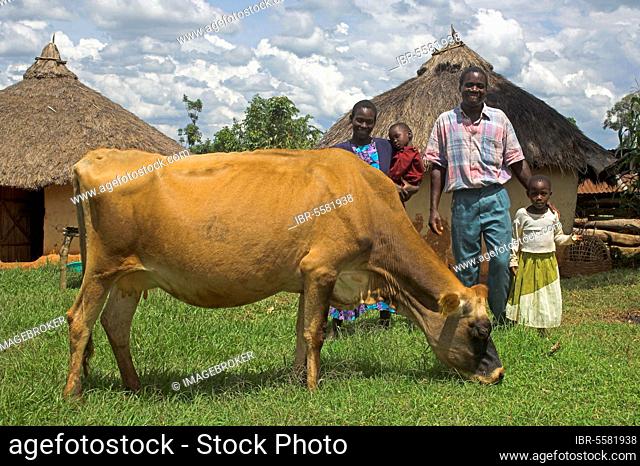 Domestic cattle, Jersey cattle, grazing next to family near huts, Western Kenya