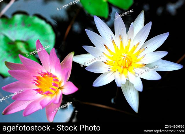 Purple and white Water lily blooming in a summer pond