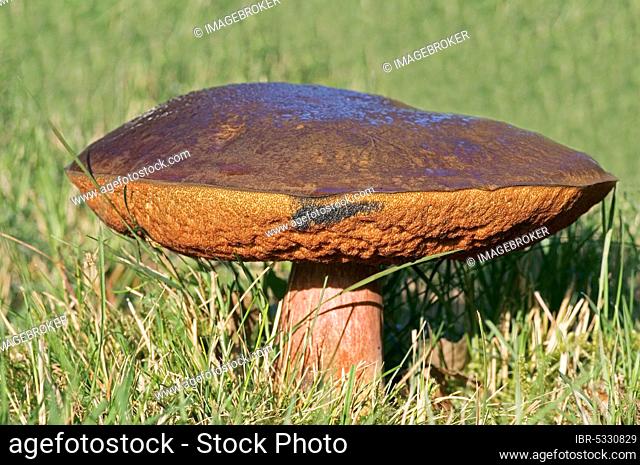 Spotted stem fungus, dotted stem bolete (Boletus erythropus), Mushroom, Netherlands