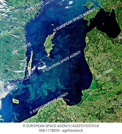 This Envisat image captures blue-green algae blooms filling the Baltic Sea  'Algae bloom' is the term used to describe the rapid multiplying of phytoplankton