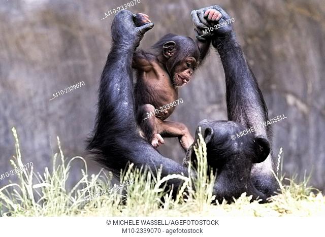A two month old baby chimpanzee being held up by her mother