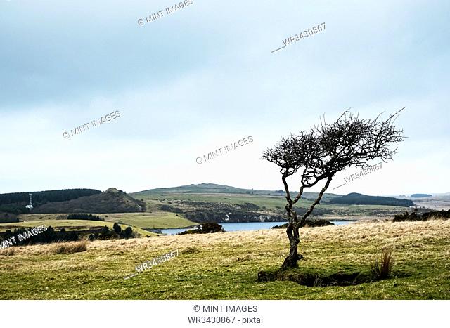 Landscape with single tree with windswept shape under a cloudy sky