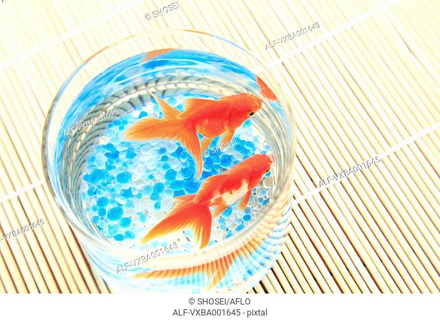 Goldfishes in a bowl